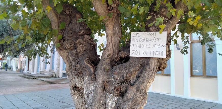 37 αιωνόβια δέντρα στη Μεσσηνία που συνδέονται με την Επανάσταση