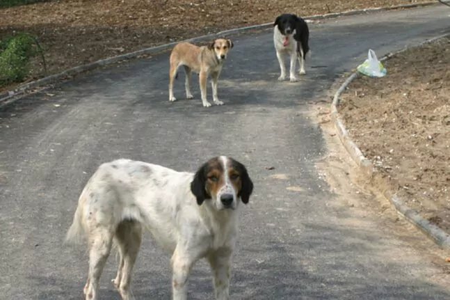 Φθιώτιδα: Αδέσποτα σκυλιά επιτέθηκαν σε 90χρονη και την έστειλαν στο νοσοκομείο