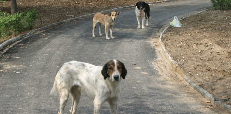 Φθιώτιδα: Αδέσποτα σκυλιά επιτέθηκαν σε 90χρονη και την έστειλαν στο νοσοκομείο