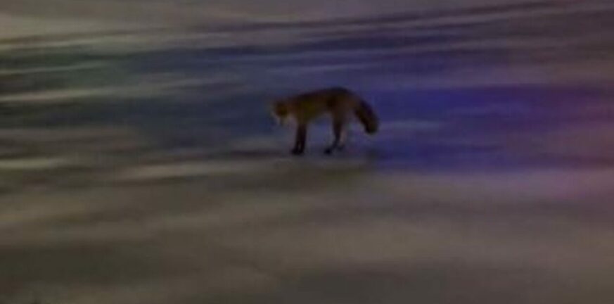 Αλεπού «έκοβε βόλτες»...  στην πλατεία Γλυφάδας - Το «ραντεβού» με σκύλο ΒΙΝΤΕΟ