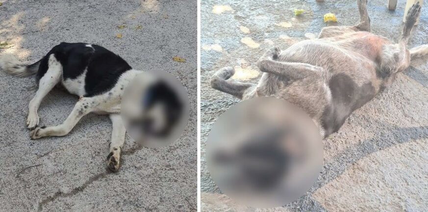 Αυλώνα: Δηλητηρίασαν σκύλους - Δύο νεκρά ζώα - Συναγερμός σε Αστυνομία και Δήμο