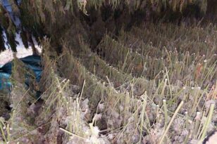 Ηλεία: Οι επίσημες ανακοινώσεις της ΕΛΑΣ για τη φυτεία της Δίβρης - Κατασχέθηκαν πάνω από 900 κιλά κάνναβης ΦΩΤΟ ΒΙΝΤΕΟ