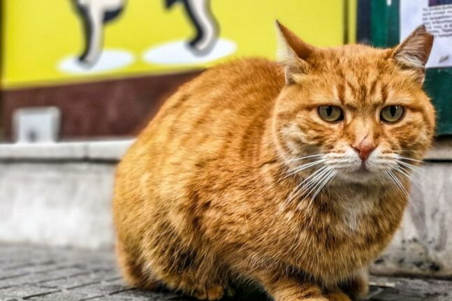 Θεσσαλονίκη: Αθώος ο 36χρονος που είχε εγκλωβίσει γάτα σε γυψοσανίδα