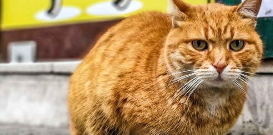 Άγιος Δημήτριος: Βρήκαν απαγχονισμένη γάτα