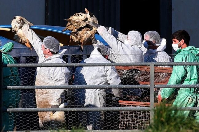 Ολλανδία: Θανατώνονται άλλα 300.000 πουλερικά - Λόγω της γρίπης των πτηνών