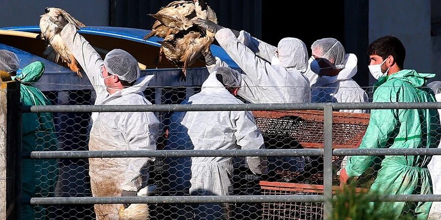 Ολλανδία: Θανατώνονται άλλα 300.000 πουλερικά - Λόγω της γρίπης των πτηνών