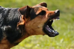Λαμία: Αστυνομικός δέχτηκε επίθεση από αδέσποτο σκύλο