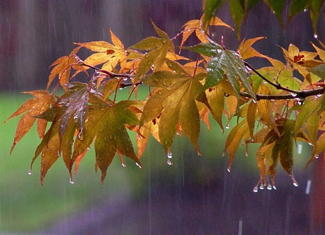 Καιρός: Βροχές και μποφόρ σήμερα Πέμπτη – Η πρόγνωση για την Πάτρα