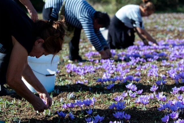 Κοζάνη: Στα μοβ τα χωράφια της - Το μάζεμα ενός «θησαυρού» - Τα άνθη του κρόκου