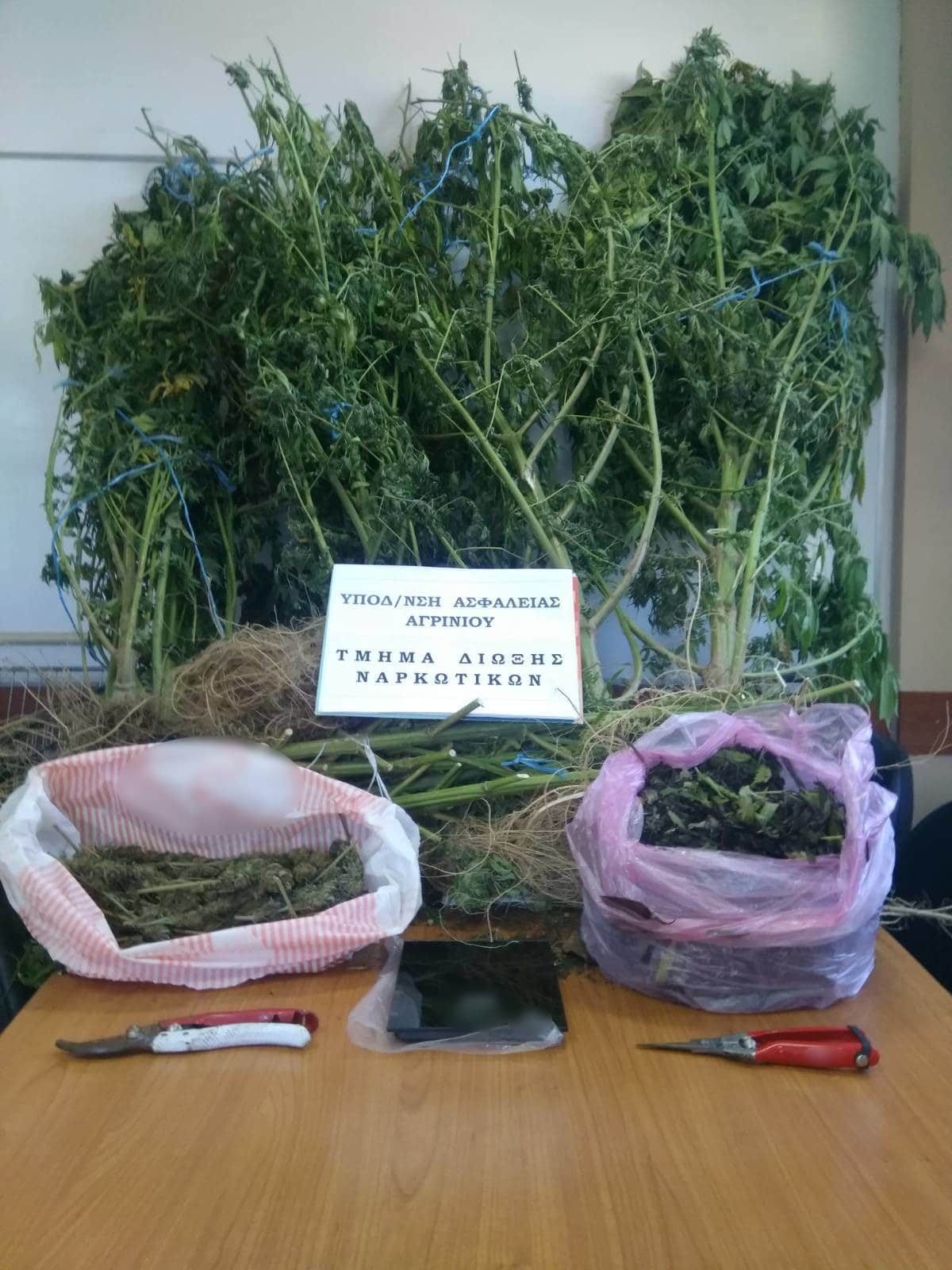Αιτωλοακαρνανία: Συνελήφθη καλλιεργητής ναρκωτικών – Εκριζώθηκαν δενδρύλλια και κατασχέθηκαν ουσίες