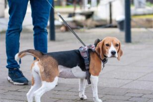 Θεσσαλονίκη: Βαριά πρόστιμα σε πολίτες που έκαναν βόλτα τα σκυλιά τους χωρίς λουρί
