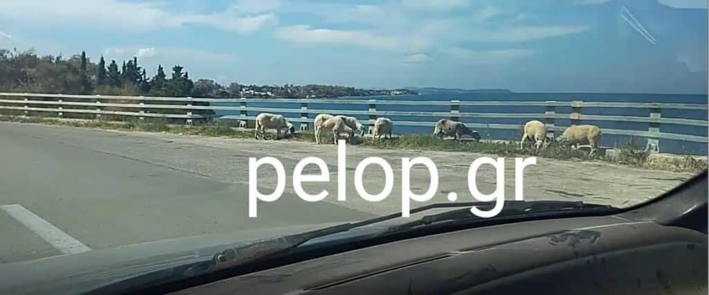 Πατρών - Πύργου: Πρόβατα βρήκαν... χορτάρι κι έκαναν βόλτες στην εθνική οδό - ΦΩΤΟ