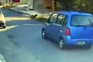 Θεσσαλονίκη: Η στιγμή που οδηγός χτυπάει σκύλο με το αυτοκίνητο και τον παρατάει - ΒΙΝΤΕΟ