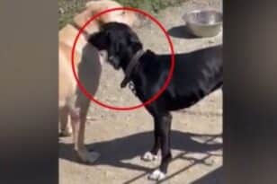 Νέα κακοποίηση ζώου: Ιδιοκτήτης «διασκέδασε» με τον σκύλο του βάζοντας του... ηλεκτρικό κολάρο