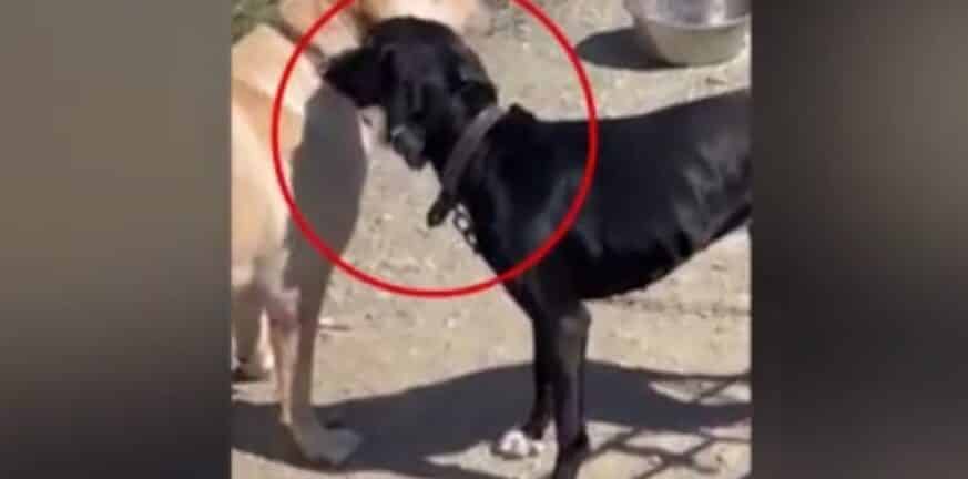 Νέα κακοποίηση ζώου: Ιδιοκτήτης «διασκέδασε» με τον σκύλο του βάζοντας του... ηλεκτρικό κολάρο
