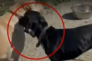 Κρήτη: Κακουργηματική δίωξη στον 67χρονο που βασάνιζε τον σκύλο του με ηλεκτροσόκ