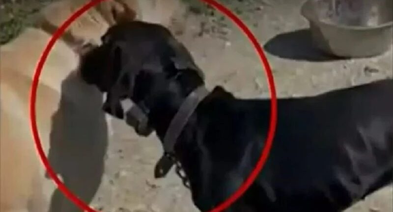 Κρήτη: Κακουργηματική δίωξη στον 67χρονο που βασάνιζε τον σκύλο του με ηλεκτροσόκ