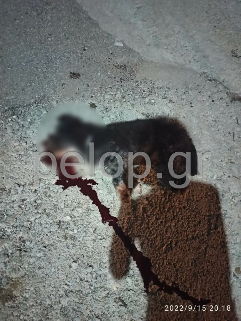 Σάλος σε χωριό: Ζητείται ποινική δίωξη άνδρα για θανάτωση σκύλου... με εγκατάλειψη