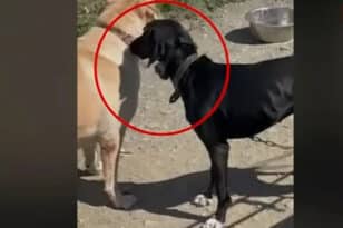 Συνελήφθη ο ιδιοκτήτης του σκύλου που τον βασάνιζε με ηλεκτρικό κολάρο