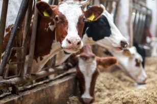Μέτσοβο: Κεραυνός από ισχυρό μπουρίνι σκότωσε πέντε αγελάδες