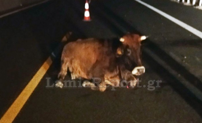 Λαμία: Φορτηγό συγκρούστηκε με αγελάδα στην Εθνική Οδό - Τραυματίστηκε το ζώο - ΦΩΤΟ