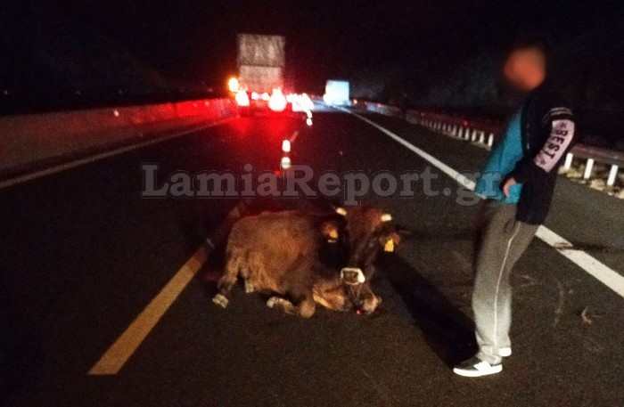 Λαμία: Φορτηγό συγκρούστηκε με αγελάδα στην Εθνική Οδό - Τραυματίστηκε το ζώο - ΦΩΤΟ