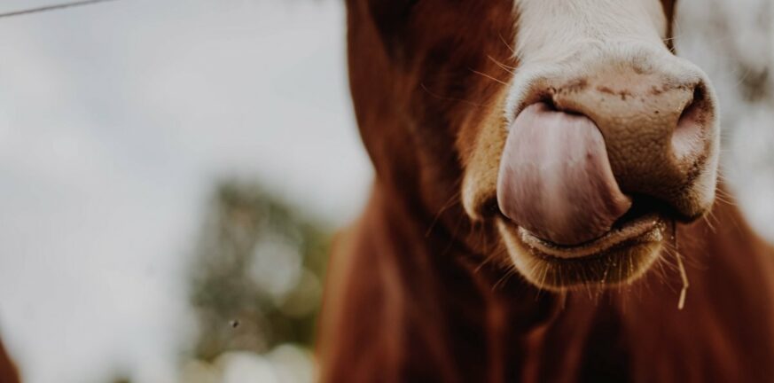 Viral η αγελάδα που... τρέχει σε αυτοκινητόδρομο στις ΗΠΑ και την «καταδιώκει»… ένας καουμπόι