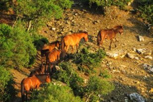 Αιτωλοακαρνανία: Νεκρά άγρια άλογα στον κάμπο της Λεπενούς - Τα τραύματά τους είναι από πυροβόλο όπλο ΦΩΤΟ