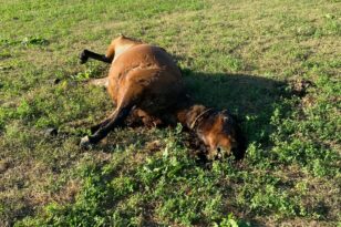 Λεπενού: Βρέθηκε και τέταρτο νεκρό άγριο άλογο