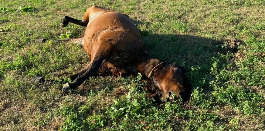 Λεπενού: Βρέθηκε και τέταρτο νεκρό άγριο άλογο