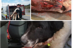 Πάτρα - Άγιος Βασίλειος: Εσερνε τον σκύλο του για 1,5 χλμ - Πρόστιμο 30.300 ευρώ στο δράστη ΣΚΛΗΡΕΣ ΕΙΚΟΝΕΣ
