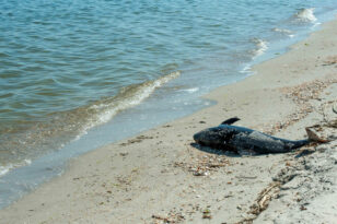 Κόρινθος: Νεκρό το δελφίνι που είχε βγει στη στεριά ΦΩΤΟ - ΒΙΝΤΕΟ