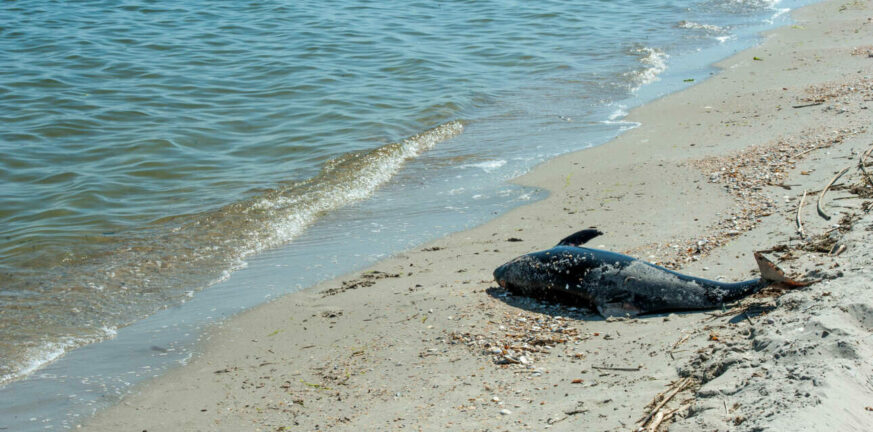 Ουκρανία: Εκατοντάδες νεκρά δελφίνια στη Μαύρη Θάλασσα - Η «ασυνήθιστη αύξηση» μετά τη ρωσική εισβολή