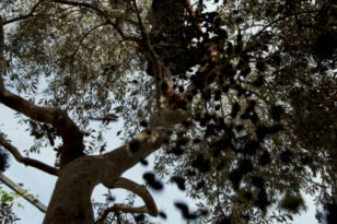 Αχαΐα: Κίνδυνος να μείνουν στα δέντρα οι ελιές - Τι προβληματίζει τους παραγωγούς