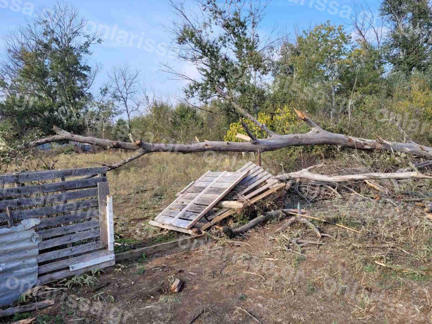 Λάρισα: Δέντρο καταπλάκωσε γυναίκα - Έχασε ακαριαία τη ζωή της - ΦΩΤΟ ΒΙΝΤΕΟ