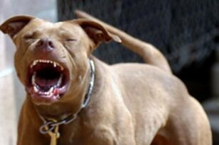 Σκύλος δάγκωσε αστυνομικό σε έφοδο για εξάρθρωση σπείρας ναρκωτικών