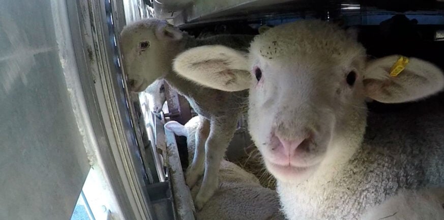 Απίστευτο περιστατικό στην Κρήτη: Έκλεψε φορτηγάκι και μετά  20 πρόβατα!