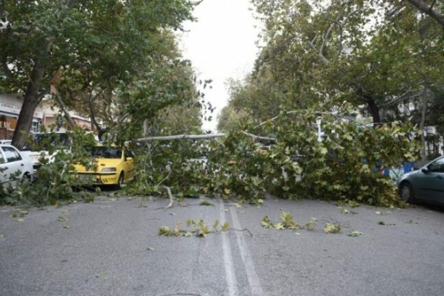 Πάτρα: Έπεσε δέντρο στην οδό Γ΄Ορειβατικού από τους ισχυρούς ανέμους