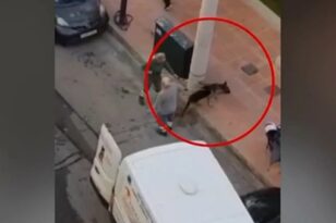 Συνελήφθη η ιδιοκτήτρια του λυκόσκυλου που κατασπάραξε το κανίς στη Δραπετσώνα -ΒΙΝΤΕΟ