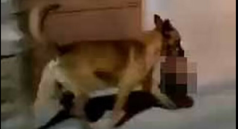Μεξικό: Σοκάρει το βίντεο με σκύλο που τρέχει με ένα ανθρώπινο κεφάλι στο στόμα!