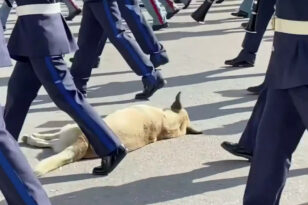 Θεσσαλονίκη: Viral ο σκύλος που κοιμάται ανενόχλητος ενώ παρελαύνουν φιλαρμονικές ορχήστρες - ΒΙΝΤΕΟ