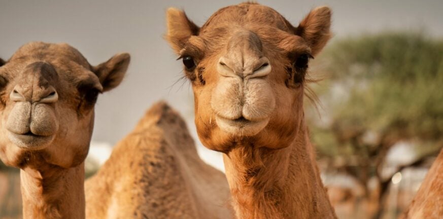 «Γρίπη της καμήλας»: Η Βρετανία προειδοποιεί όσους επιστρέφουν από το Μουντιάλ - Πώς μεταδίδεται