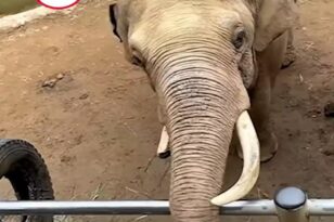 Μαλαισία: Ελέφαντας σκότωσε έναν φύλακα σε ζωολογικό κήπο