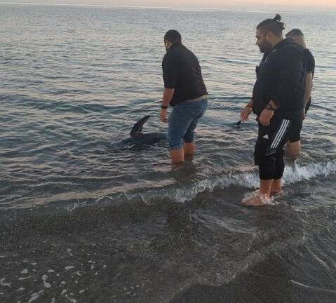 Κρήτη: Μικρή φάλαινα σε παραλία του Ρεθύμνου - ΦΩΤΟ
