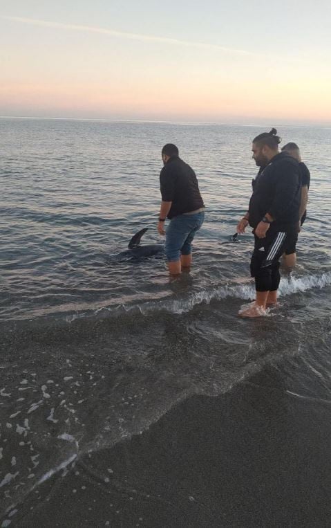 Κρήτη: Μικρή φάλαινα σε παραλία του Ρεθύμνου - ΦΩΤΟ