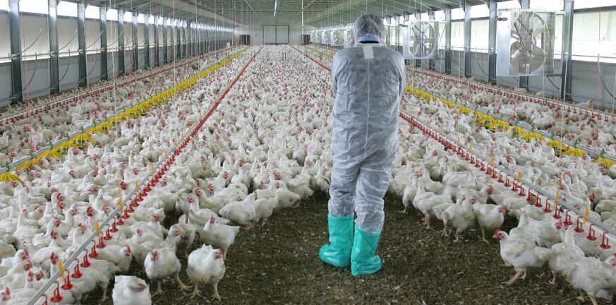 Γαλλία: Στόχος να εμβολιαστούν τα πτηνά για τη γρίπη μέχρι το φθινόπωρο του 2023
