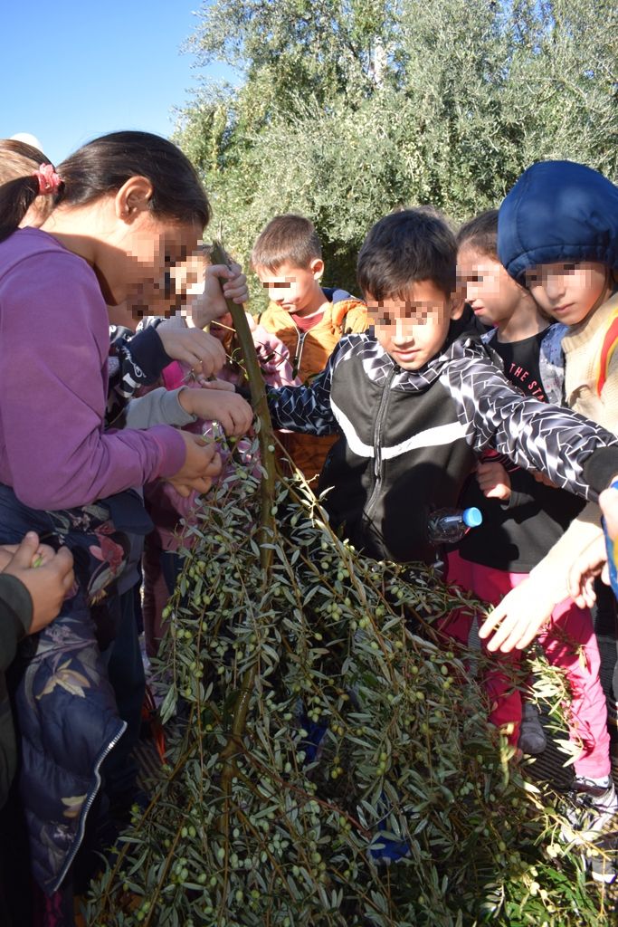 Πάτρα: Μαθητές του 29ου Δημοτικού Σχολείου Ζαρουχλεΐκων μάζεψαν ελιές στην πλατεία Κοσιώνη