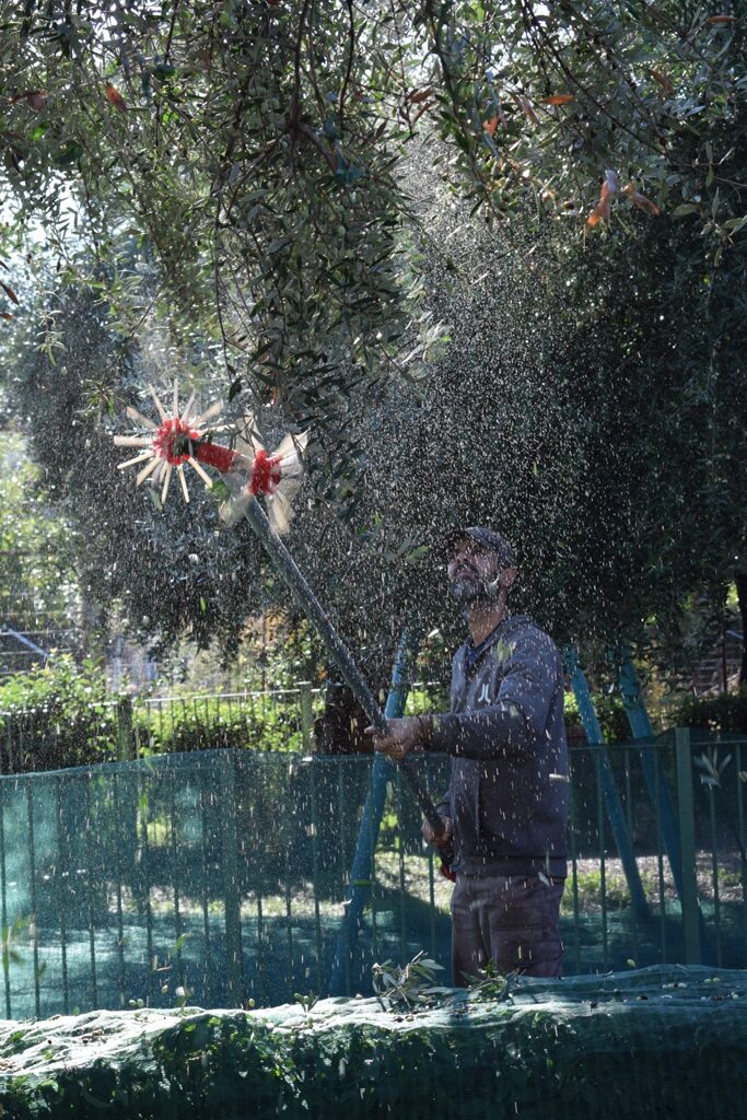 Πάτρα: Μαθητές του 29ου Δημοτικού Σχολείου Ζαρουχλεΐκων μάζεψαν ελιές στην πλατεία Κοσιώνη