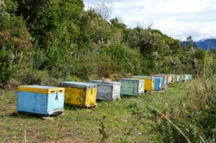 Υπουργείο Αγροτικής Ανάπτυξης: 12.000.000 € ενίσχυση στους Μελισσοκόμους