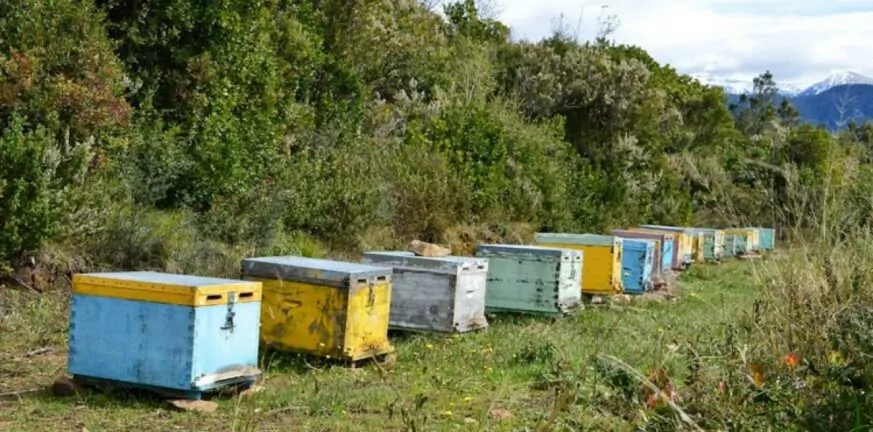 Πάτρα: «Καμπάνα» από το Δικαστήριο για κλοπή μελισσιών!